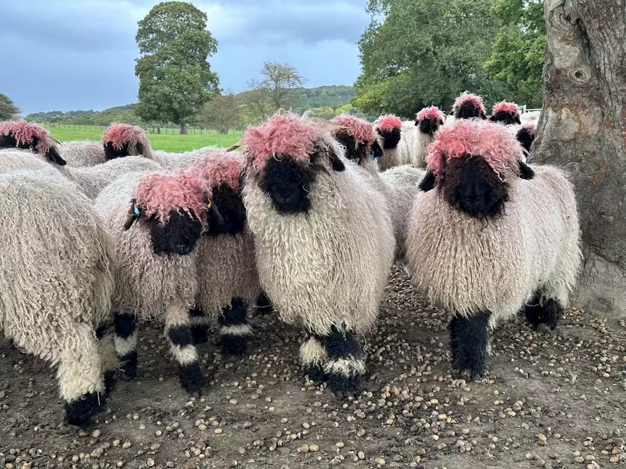 Rare Yorkshire sheep accidentally dye their hair pink after rubbing heads on feeders