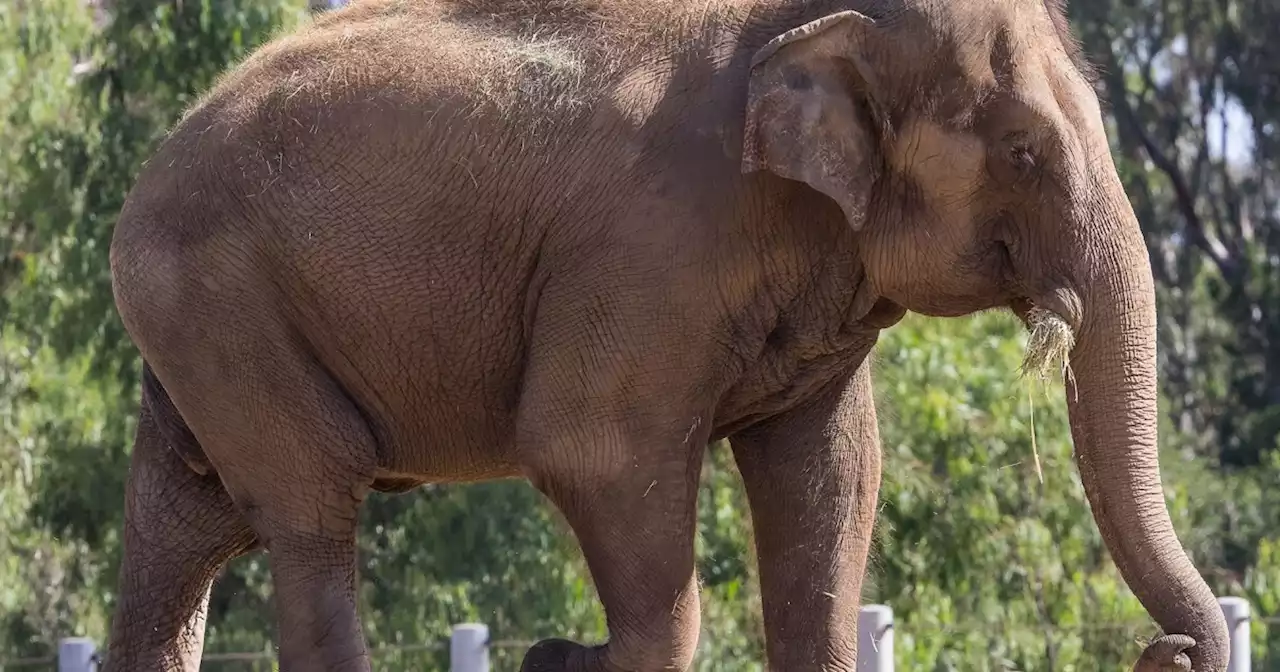 Devi the elephant, 45, euthanized at San Diego Zoo