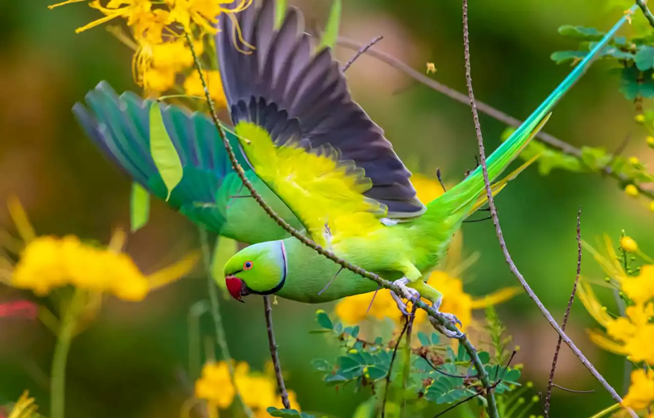 3 oiseaux exotiques à observer dans vos jardins