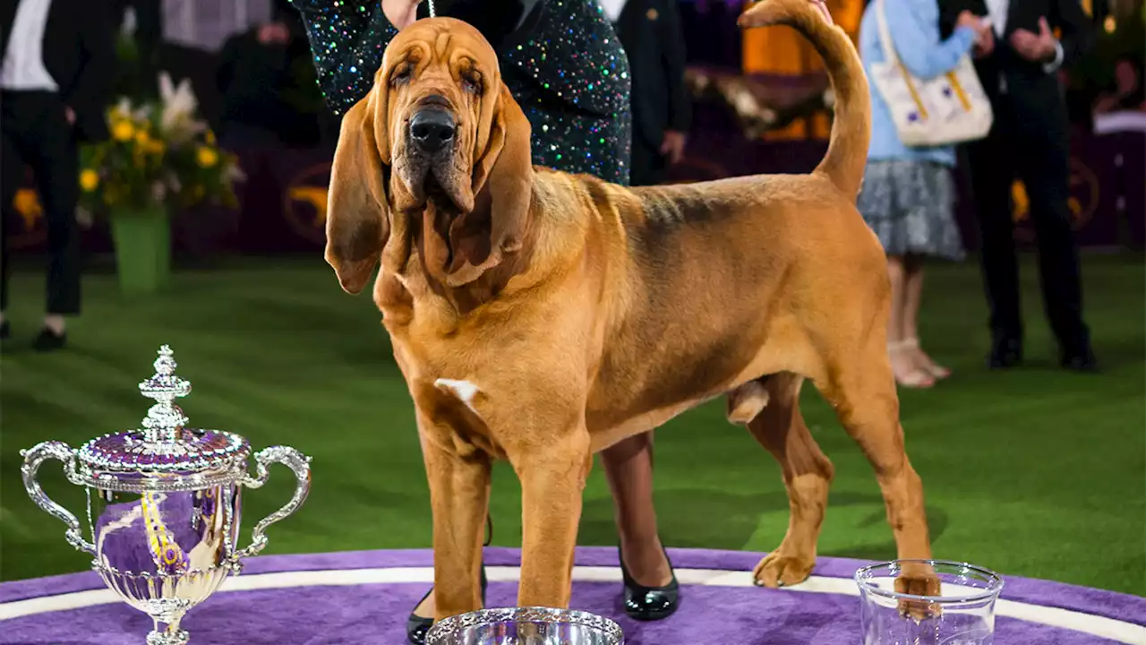 Westminster Dog Show is moving out of MSG