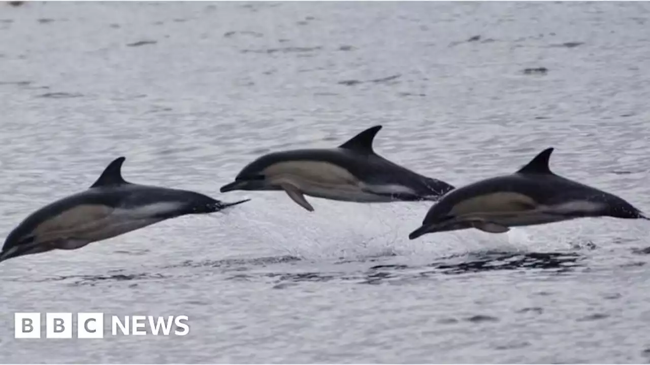 Cornwall ferry: Sealife surveys were incredible, charity says