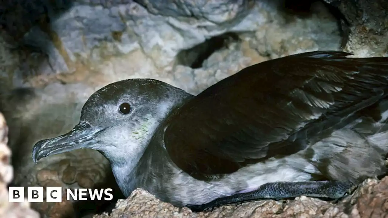 Skomer: Manx shearwaters feed chicks plastic and glitter