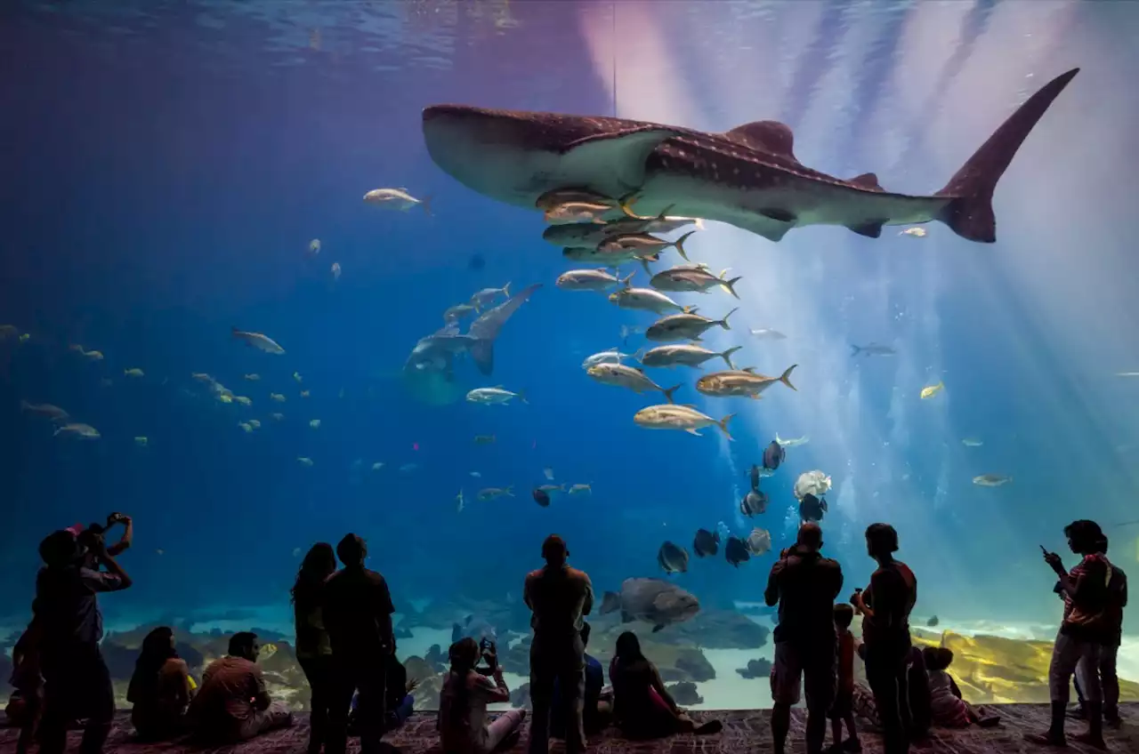 Best Aquariums in the U.S. — Best Life