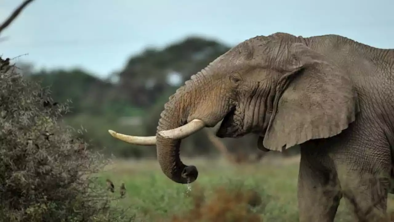 Kenya: des centaines d'éléphants et de zèbres morts en 9 mois à cause de la sécheresse