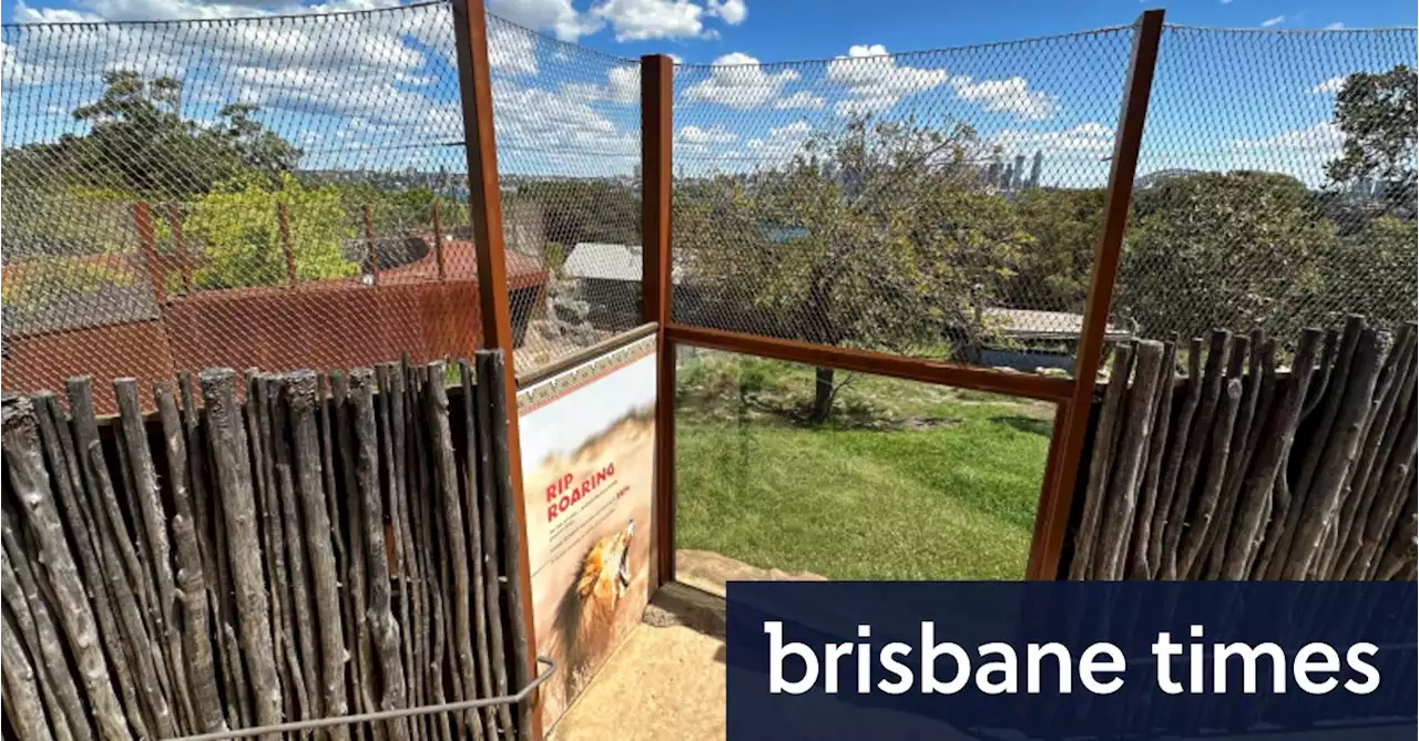 Failure of mesh wire fence investigated as Taronga Zoo lions’ escape method