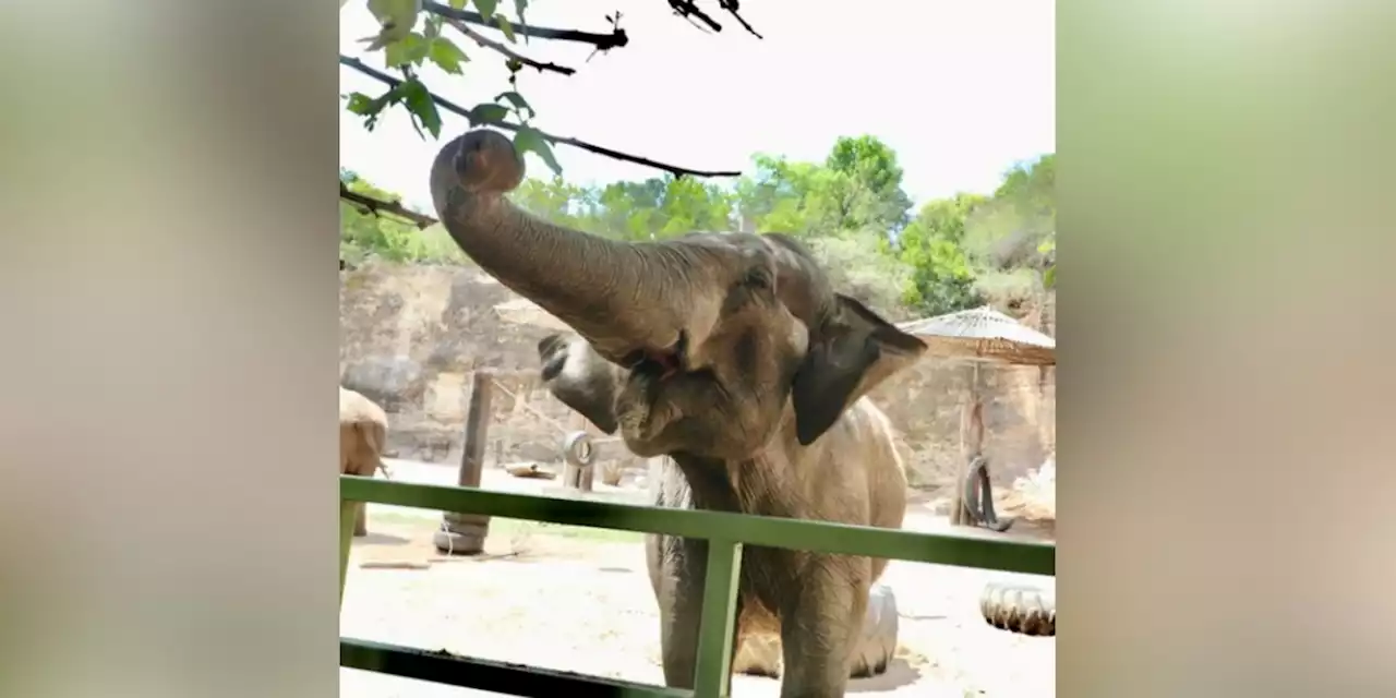 ‘Our hearts are broken’: One of the oldest elephants in the country has been euthanized