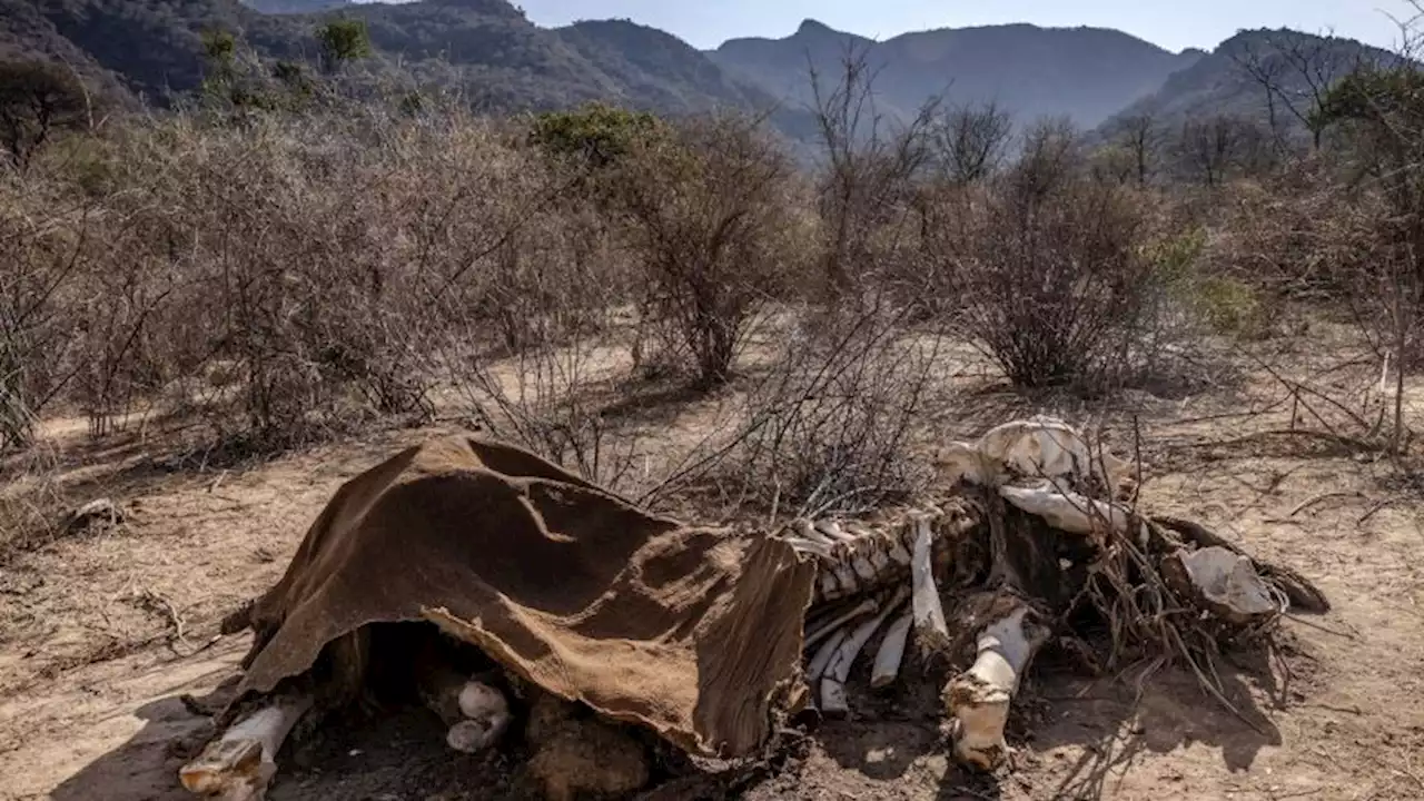 Hundreds of elephants, wildebeests and zebras dead in Kenya amid prolonged drought | CNN