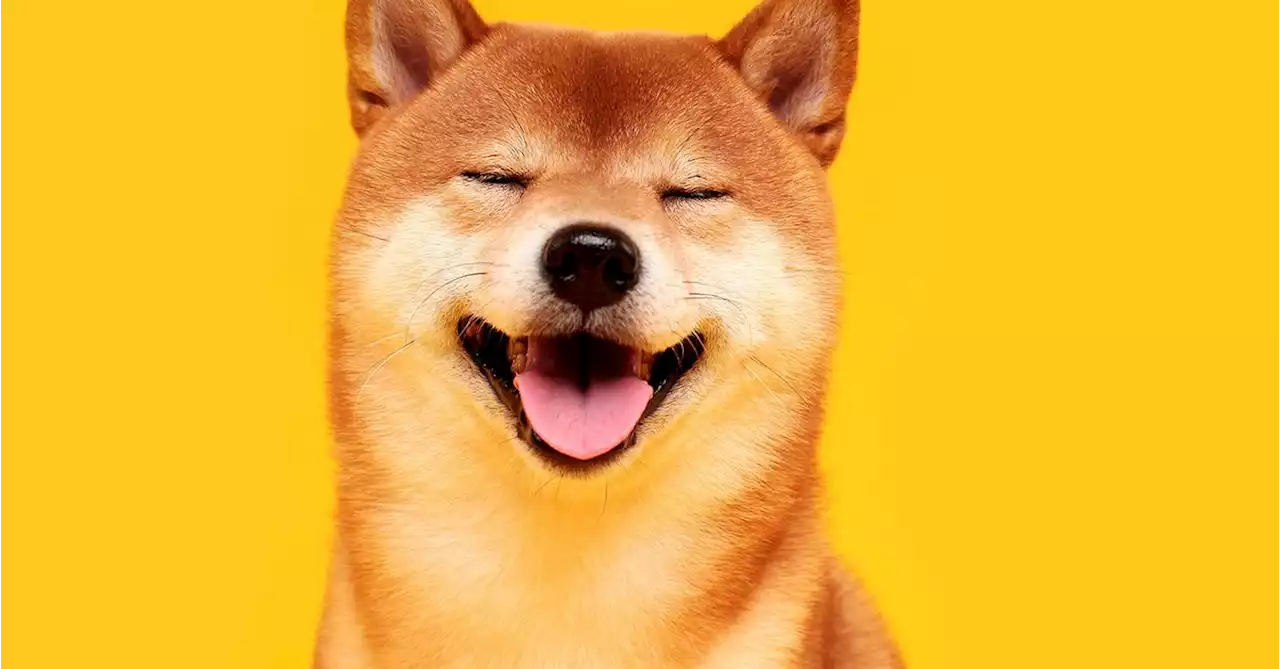 BitGo Joins Dogecoin Frenzy as Crypto Custody Firm Rolls Out a Wrapped Version