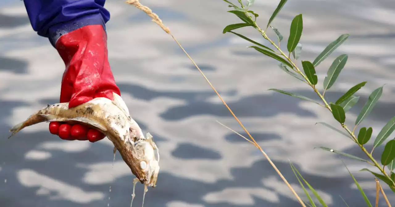 Environnement. Le Brandebourg va poursuivre la Pologne pour ses travaux autour du fleuve Oder