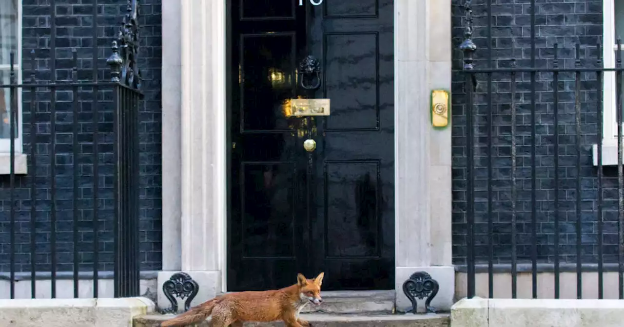 Royaume-Uni. Les renards pullulent à Londres, une chance ou un cauchemar urbain ?