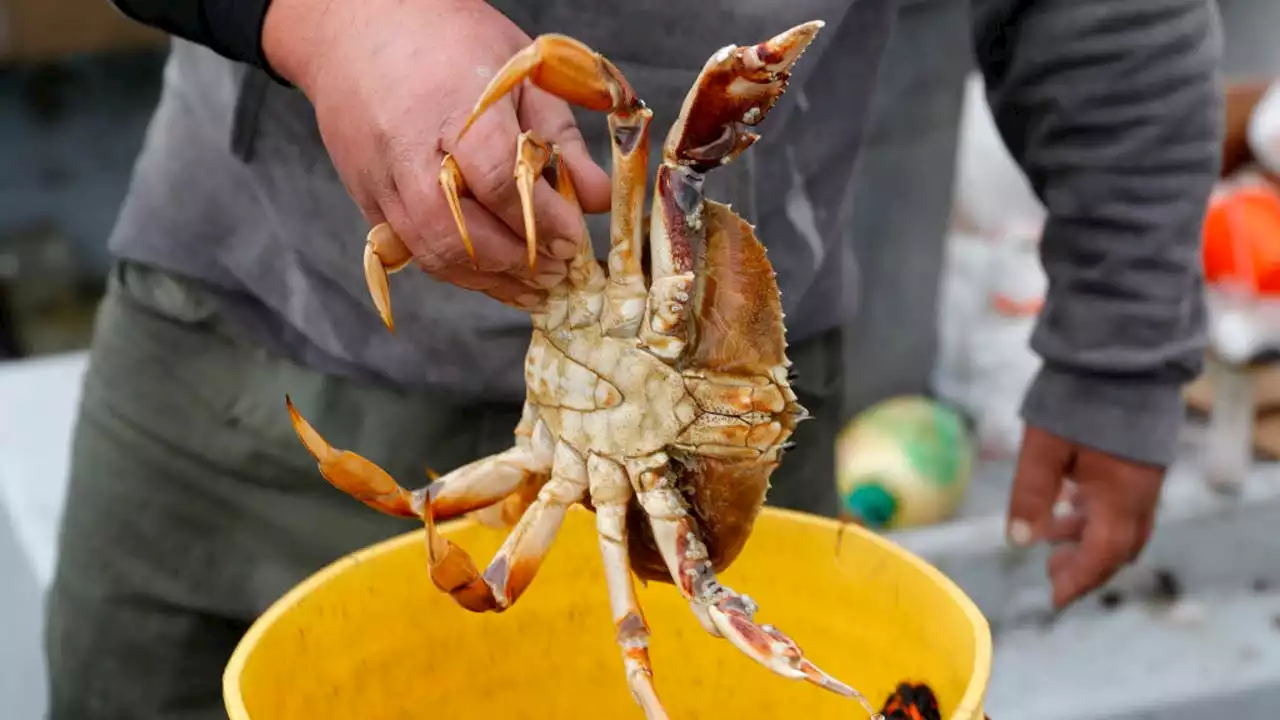 Dungeness crab die-off underway along US West Coast