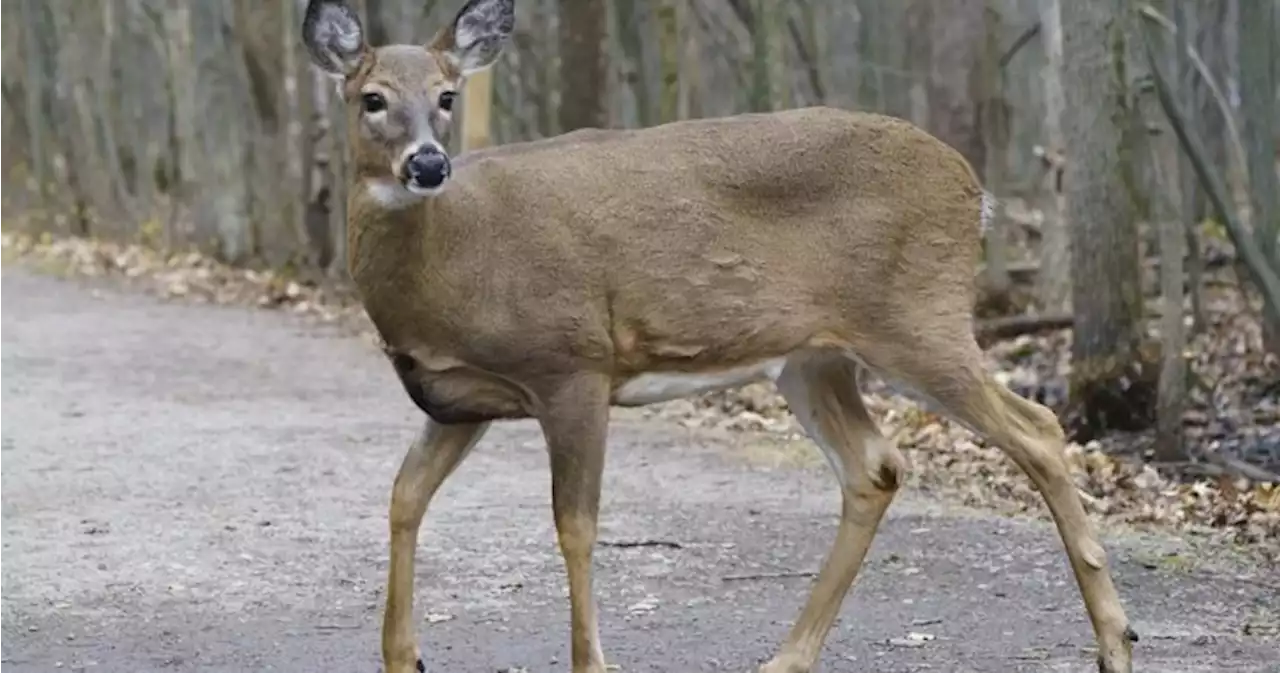 ‘Deer in the headlights’ keeping daylight saving time year-round could prevent animal-vehicle collisions - Winnipeg | Globalnews.ca