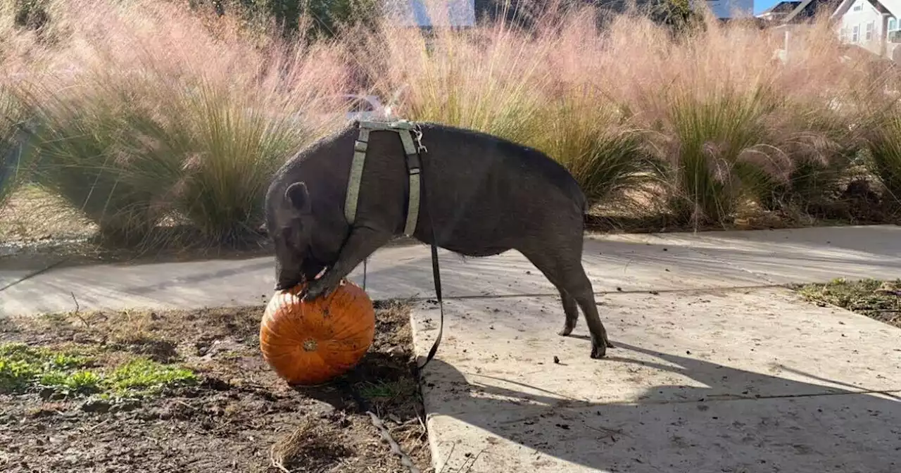 Ready to toss your holiday pumpkin? 200 pigs in Bastrop County would like to call dibs