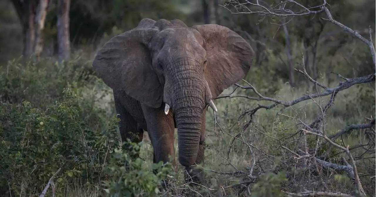 Kenya : zèbres, buffles et éléphants meurent à cause de la sécheresse