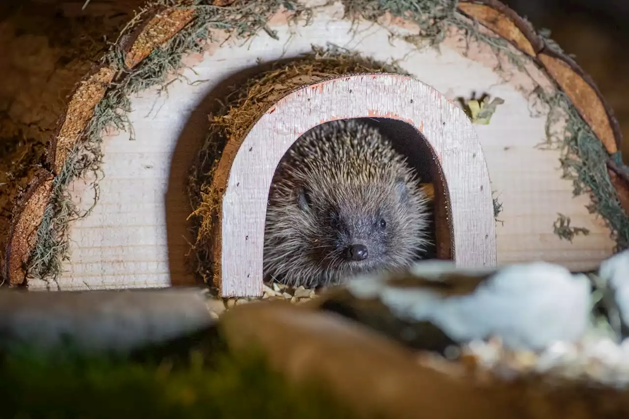 Hedgehogs see bonfires as 5-star hotels - how to look out for them on Bonfire Night