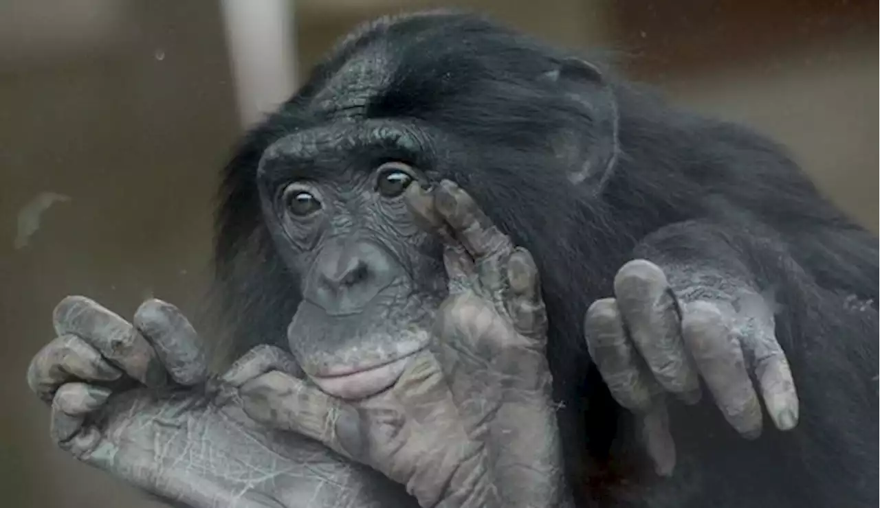 Frans de Waal : 'Même chez les grands singes, les femelles jouent à la poupée'