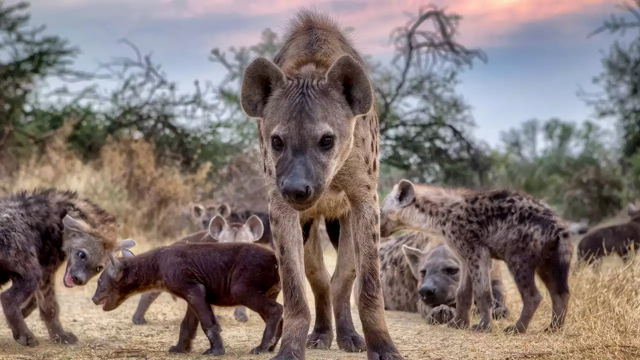 I’m Running for Congress, and I Need Your Help with That and Also to Fend Off This Pack of Wild Hyenas