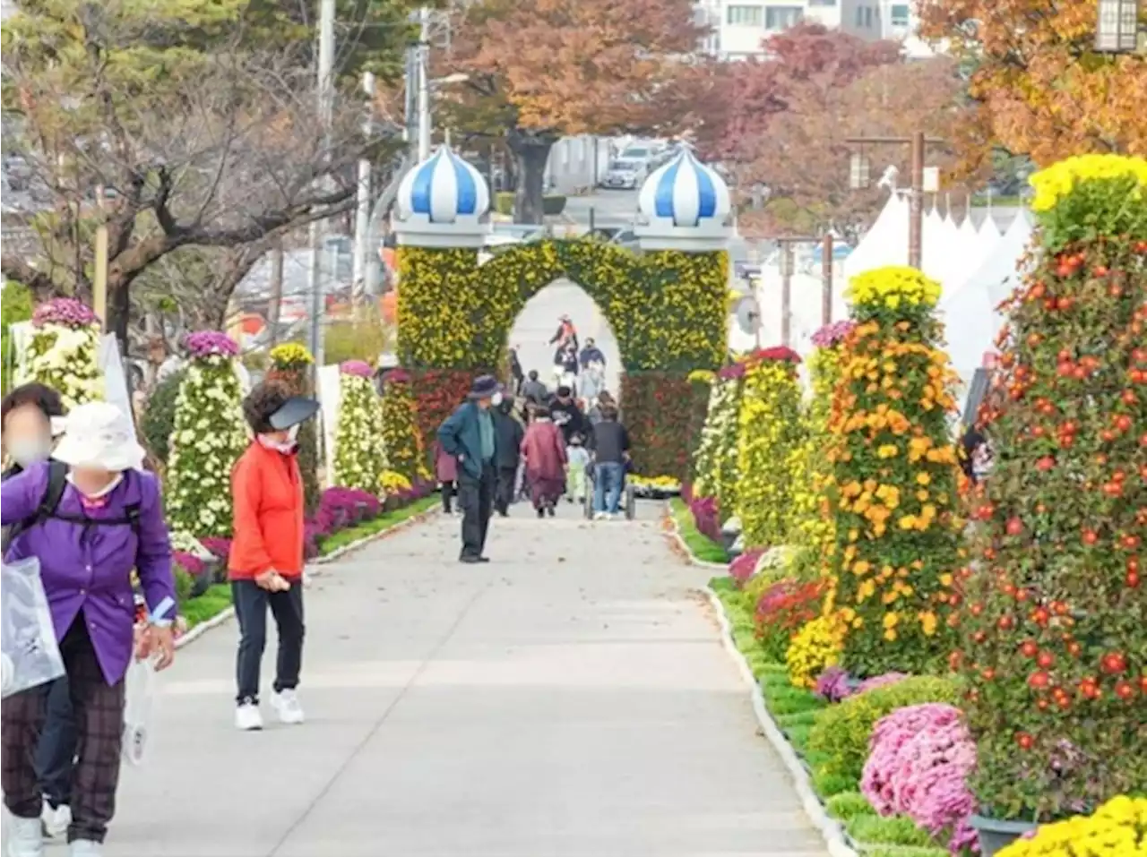 홍성사랑국화축제 '개막식·공연 취소'