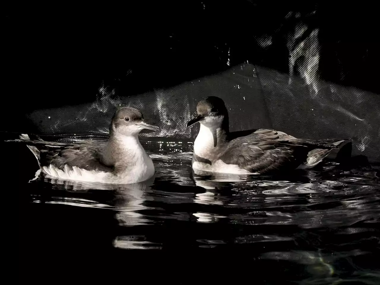 Glitter and plastics found in stomachs of seabirds on Welsh island