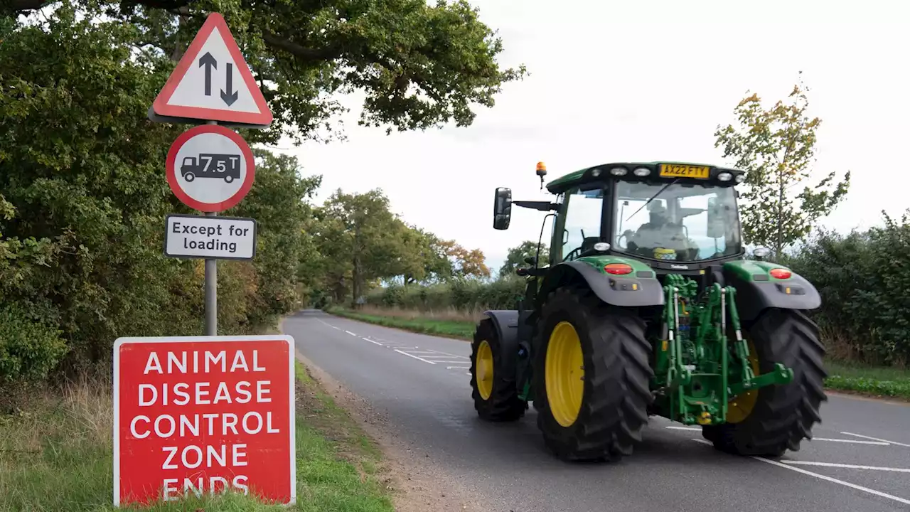 Time for rethink on farming poultry as experts warn bird flu has slipped 'through our fingers'