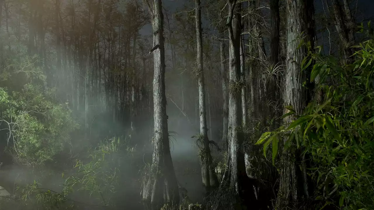 Study Exposes Risks Of Wandering Through The Burkmoore Swamp On A Moonless Night