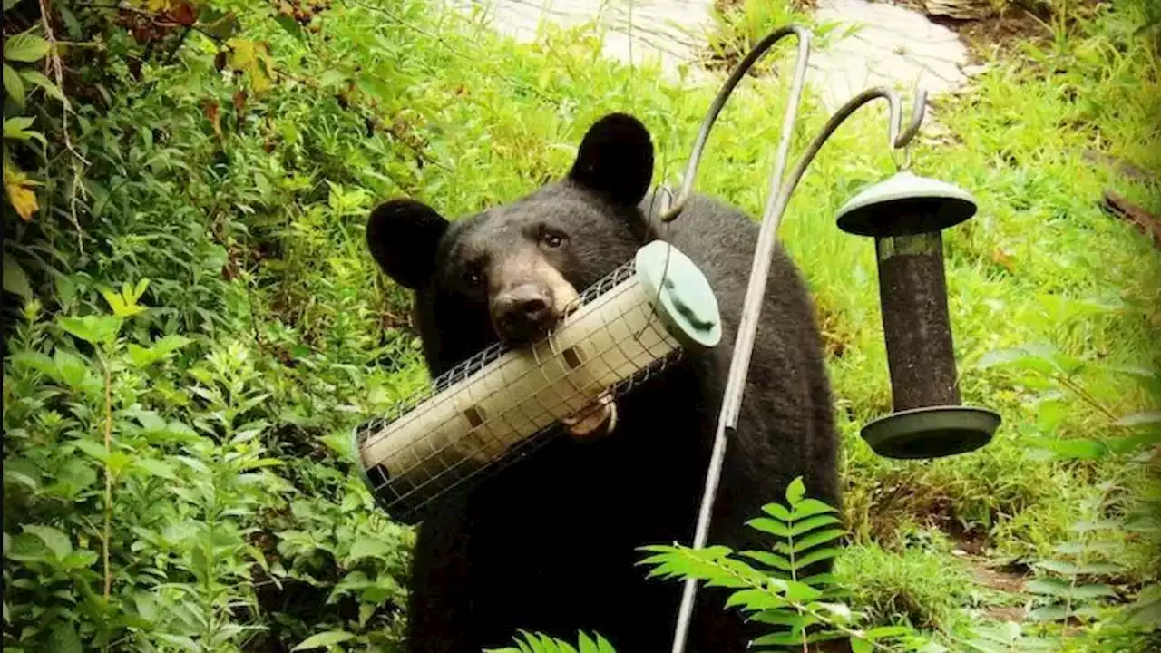 Rare bear attack in Vermont foiled with a flashlight: 'It was terrifying'