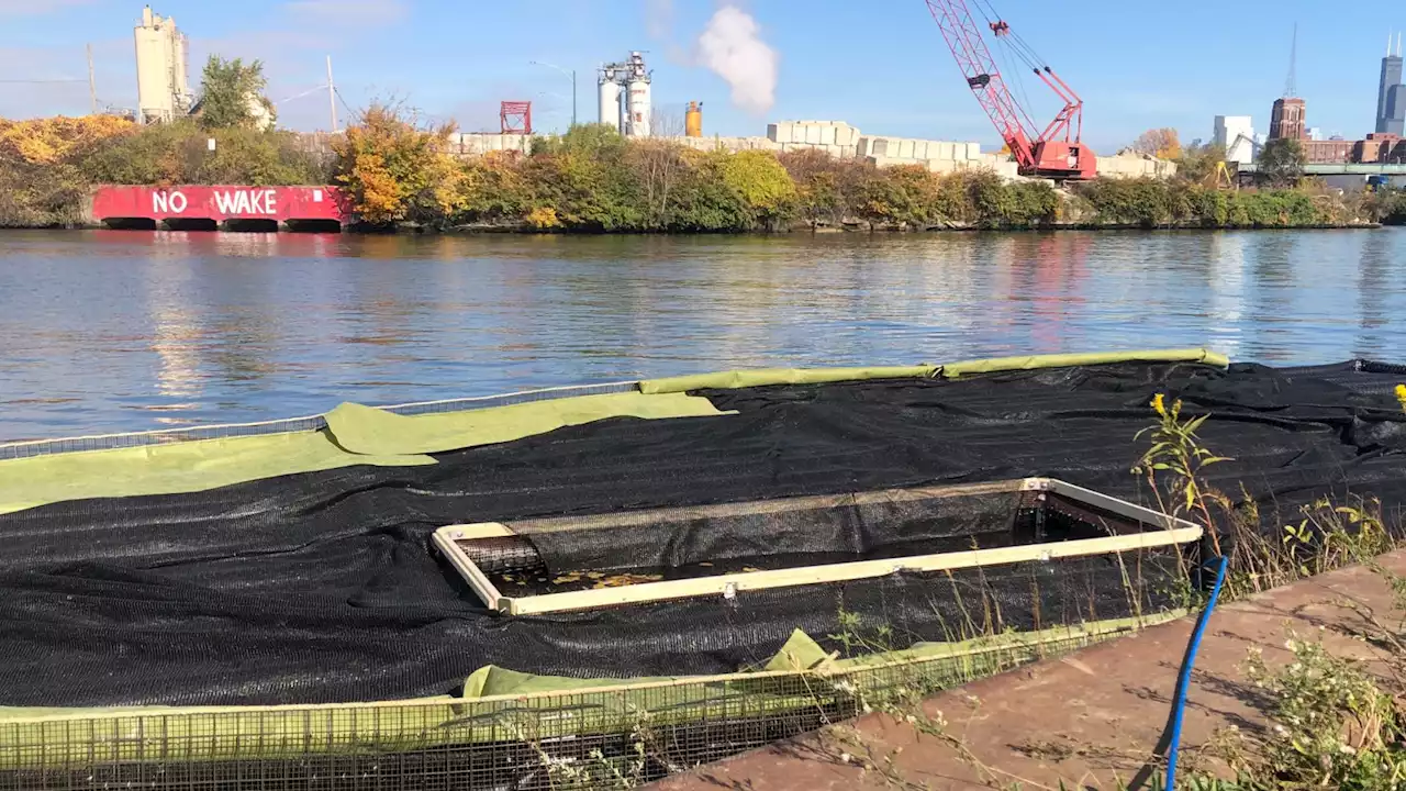 Floating Wetlands Bring New Life to Infamous Section of Chicago River’s South Branch