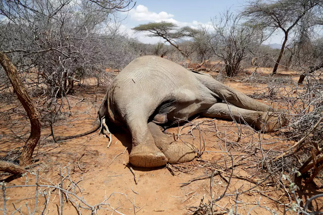 Hundreds of elephants, zebras die as Kenya weathers drought