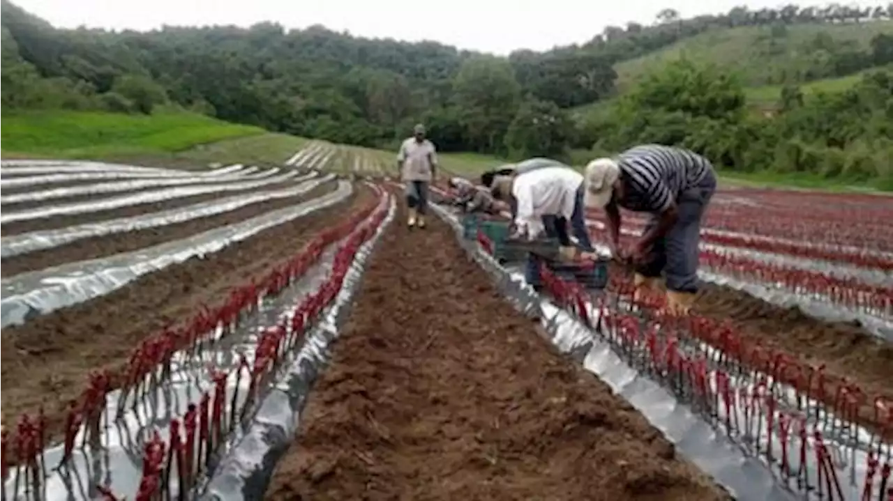 Medidas fiscales y crediticias para que las economías cordilleranas puedan afrontar las heladas