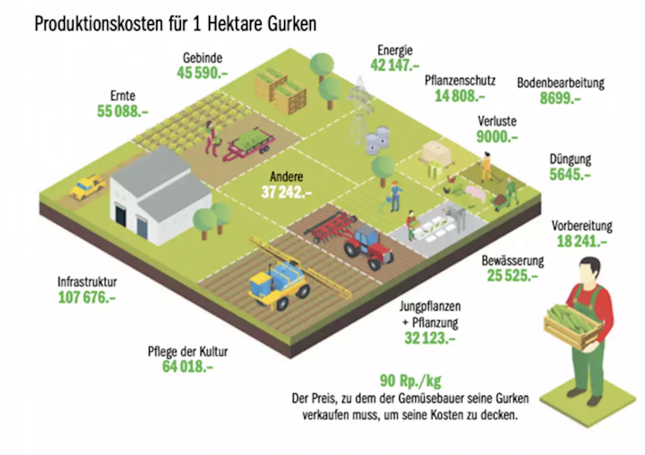 So viel kostet die Produktion einer Hektare Gurken - bauernzeitung.ch