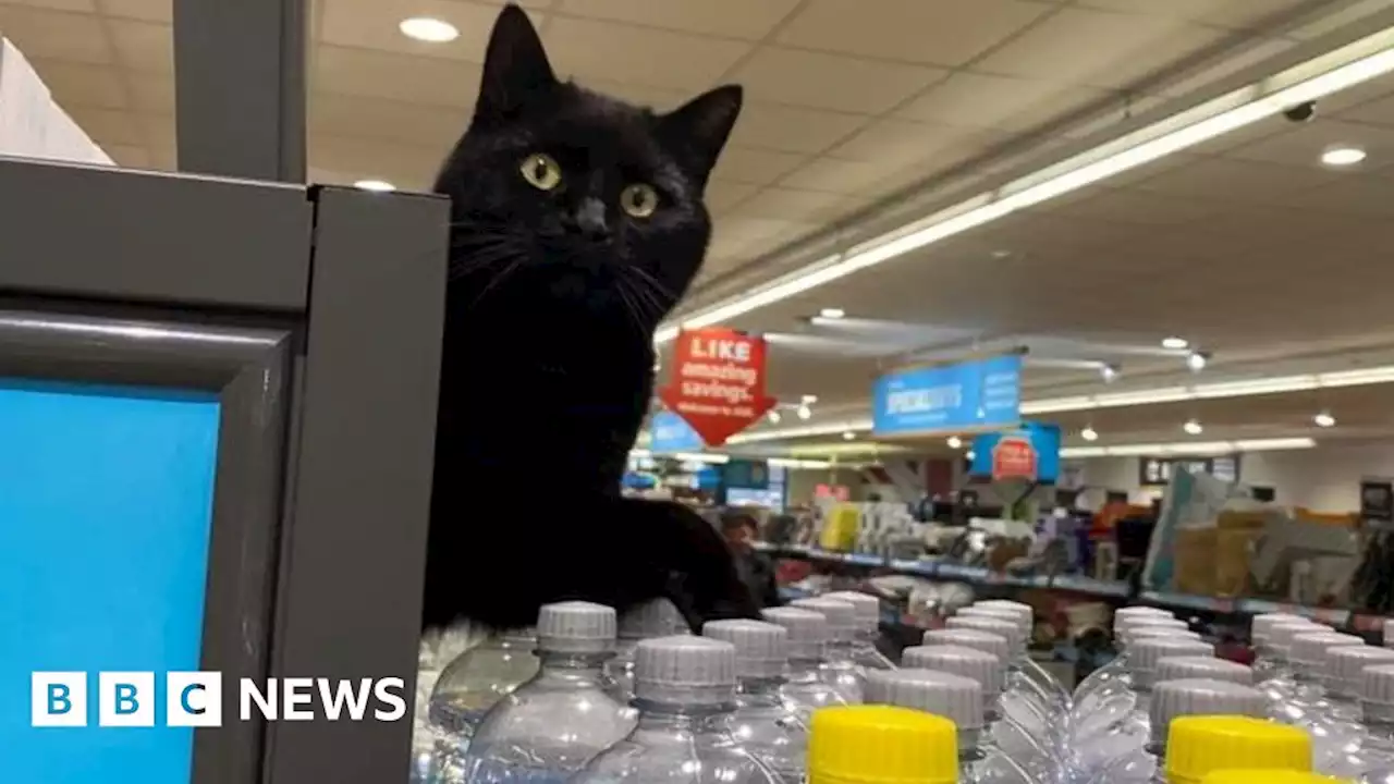 Aldi cat bringing joy to Haverhill shoppers