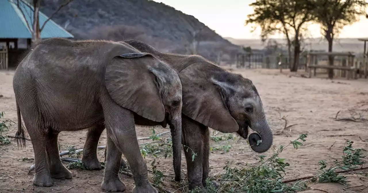 Hundreds of elephants and zebras die as Kenya weathers drought