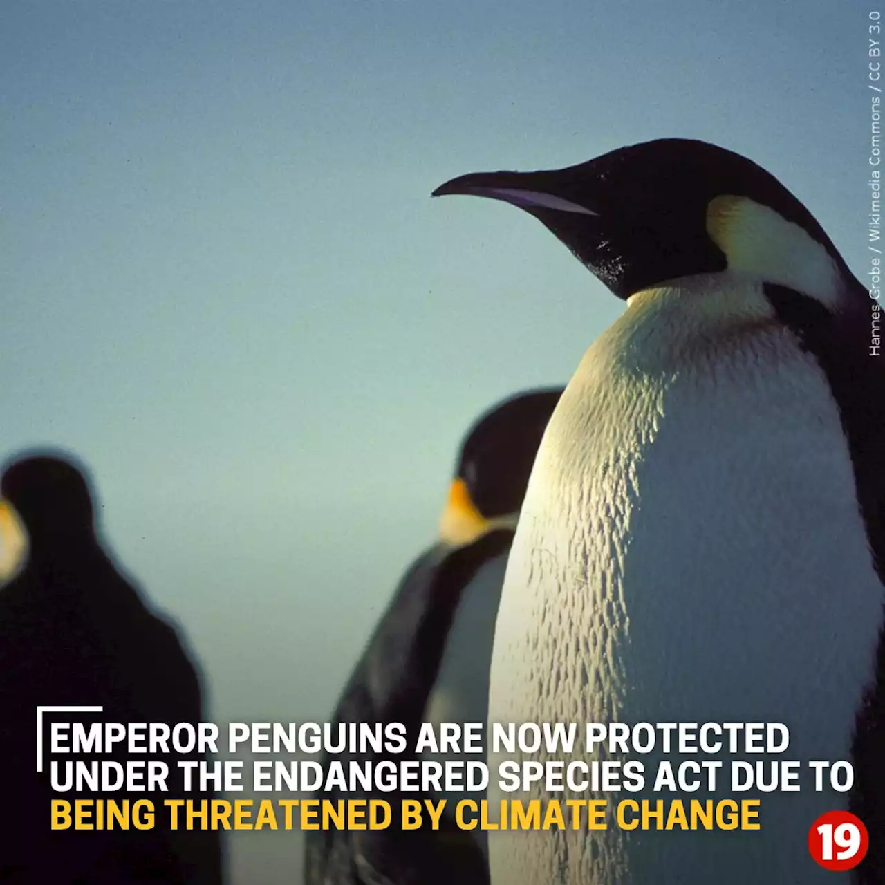 Emperor penguins at risk of extinction due to climate change