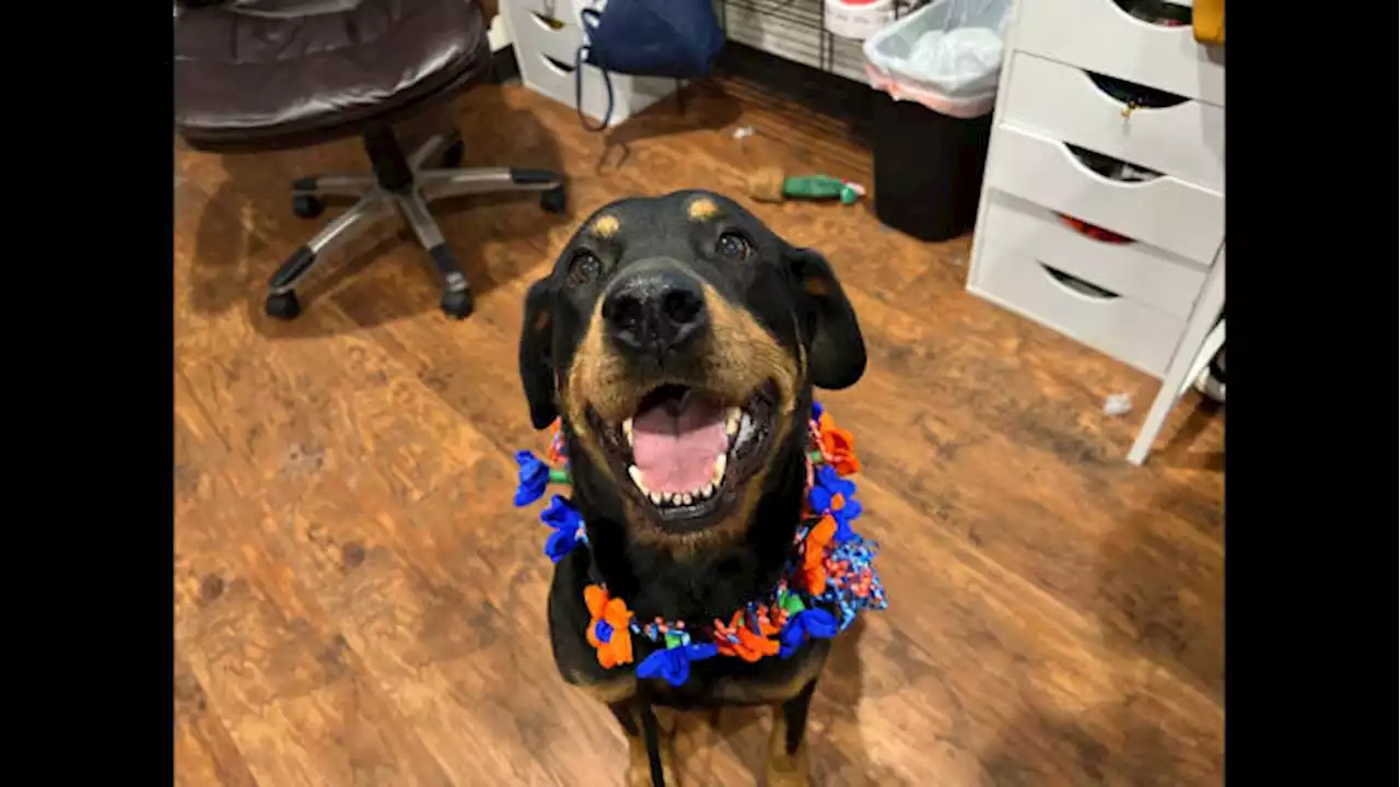 KPRC 2 Pet Project: Meet Mara, the cool, confident Rottweiler