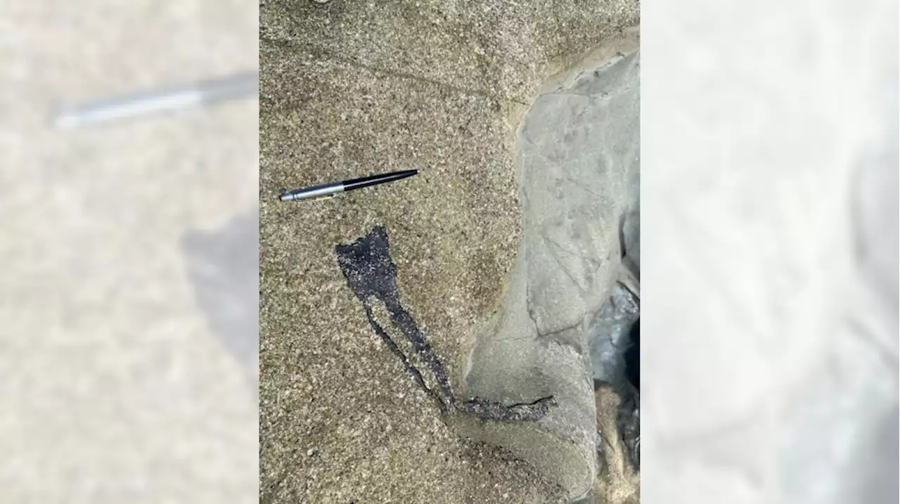 Tar balls believed to be from Amplify oil spill found on Laguna Beach coastline