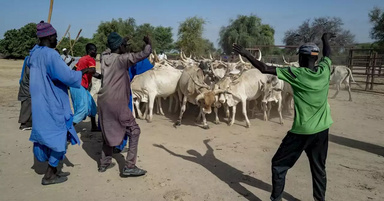 Au Sénégal, la difficile adaptation des éleveurs nomades au réchauffement climatique