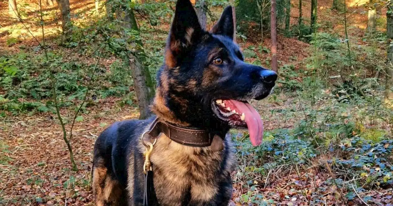 Police dog helps apprehend suspected burglars in Chorley