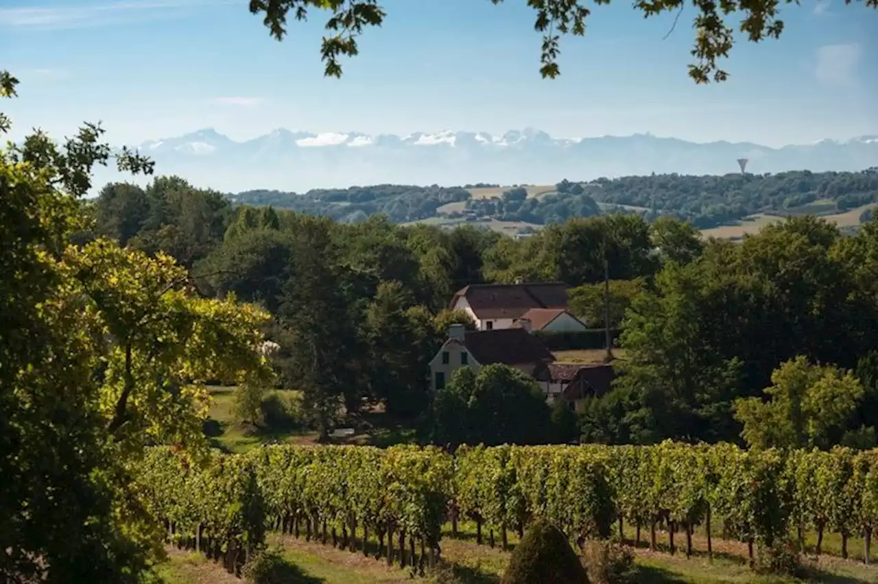 Vin : Madiran, cet ami large d’épaules venu du Sud-Ouest