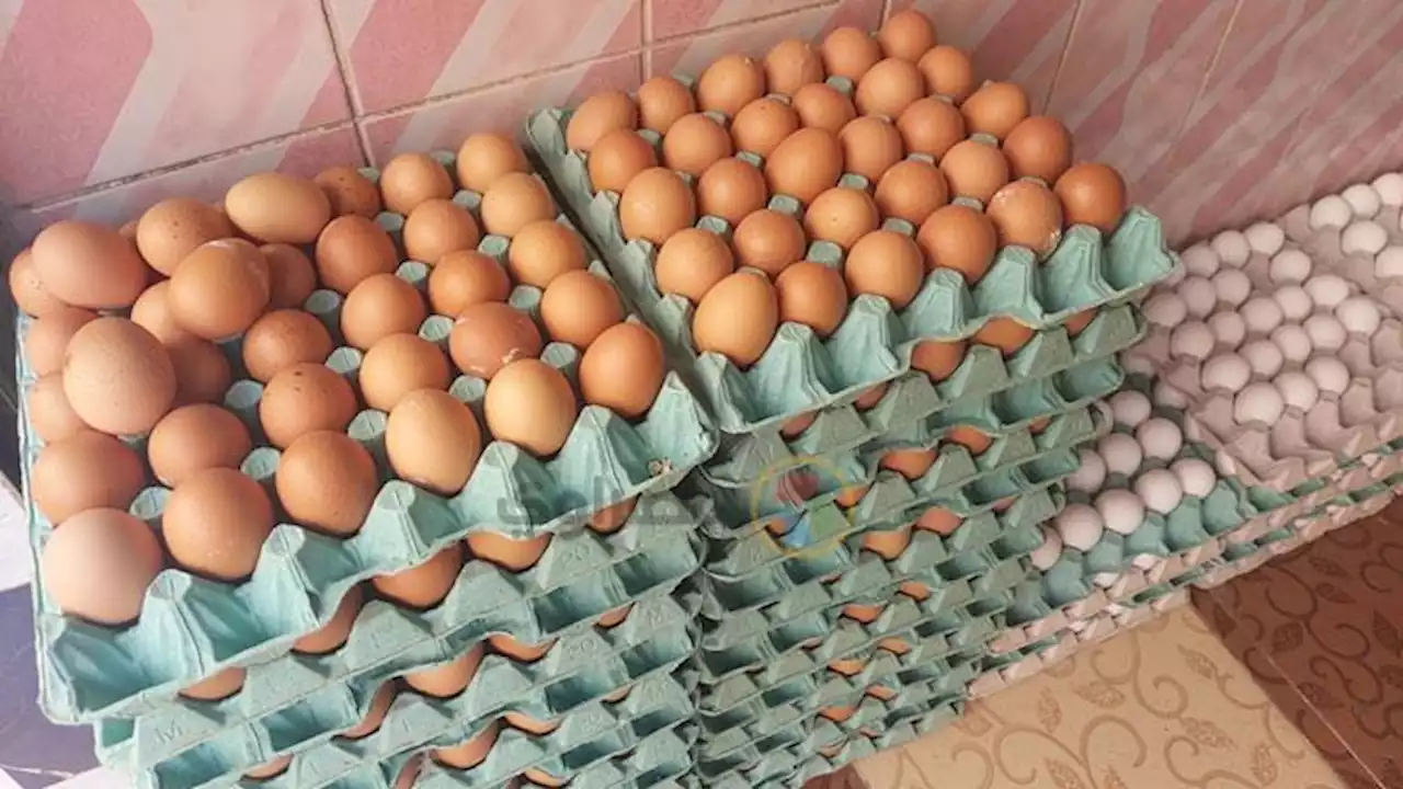 68 جنيها لكرتونة الأبيض و70 للأحمر.. الزراعة تطرح كميات من بيض المائدة في المحافظات