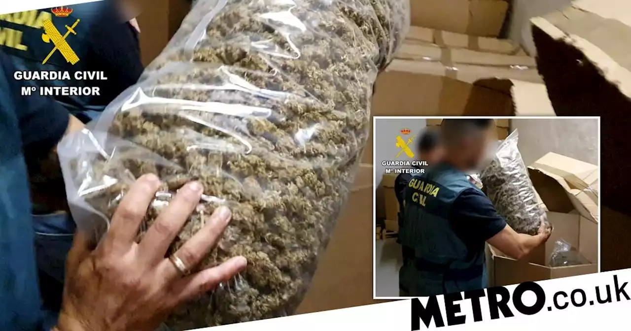 Police seize £55,000,000 cannabis haul in 'biggest raid ever'