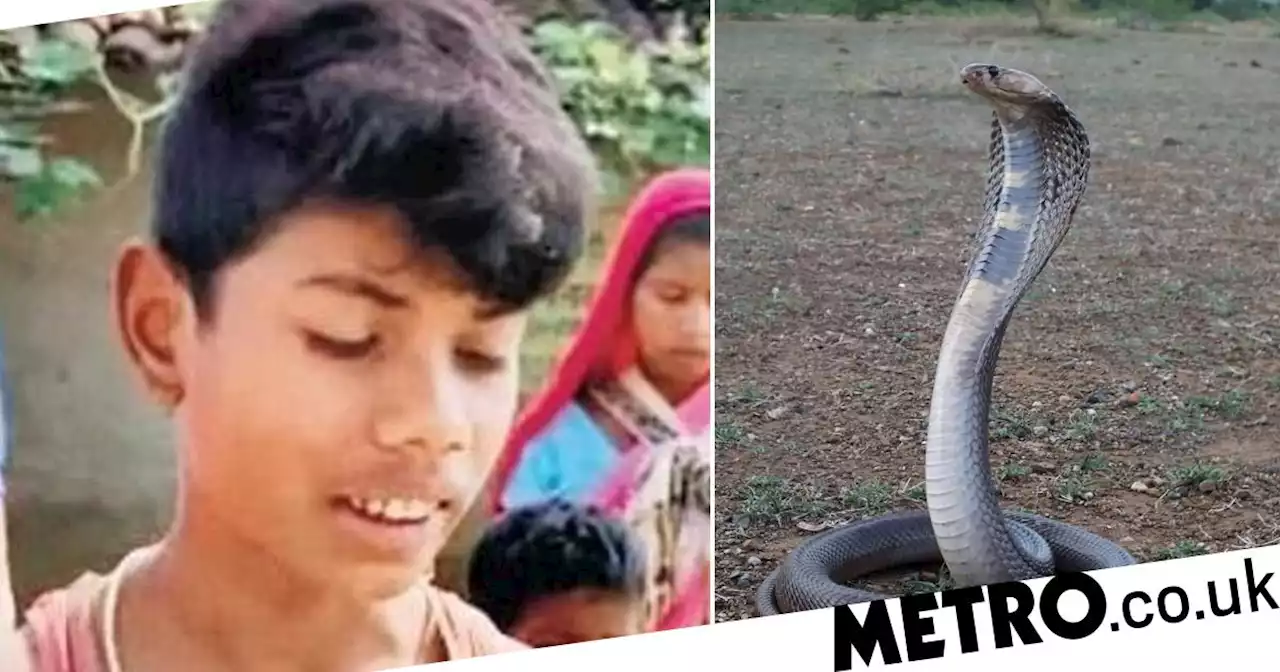 Venomous cobra dies after being bitten twice by eight-year-old boy