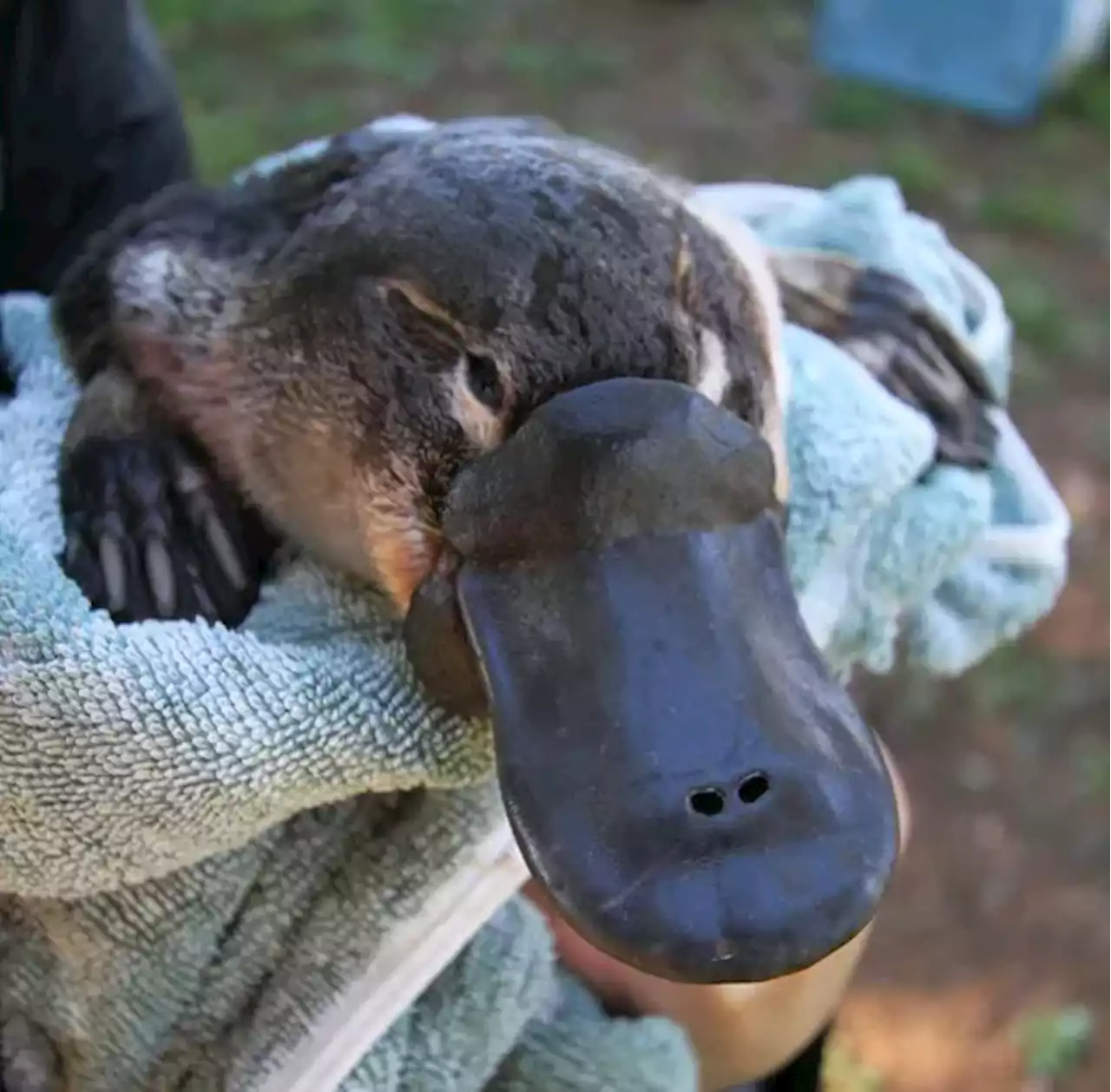 Australia’s ‘irreplaceable’ platypus threatened by dams — study