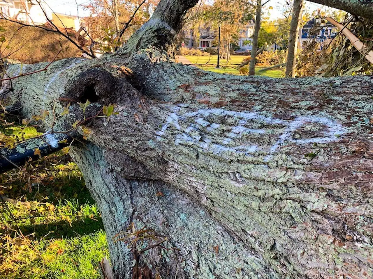 Charlottetown hosting open house for community opinion on fallen trees Nov. 16 | SaltWire