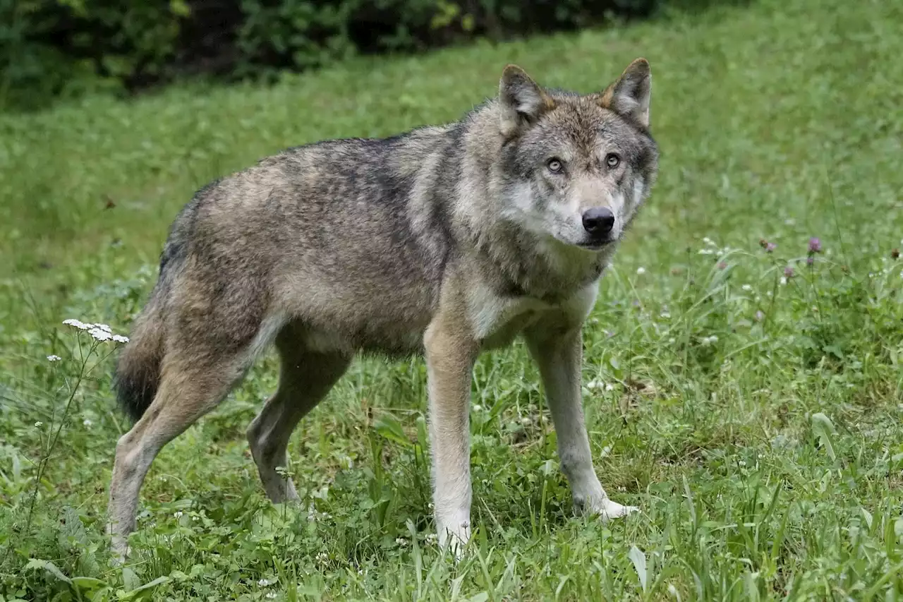 NL: Wolf verfolgt Rennradfahrer - Schweizer Bauer