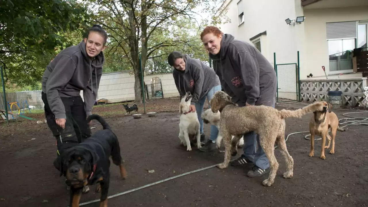 Unterschleißheim: So läuft ein Tag in der Hundepension