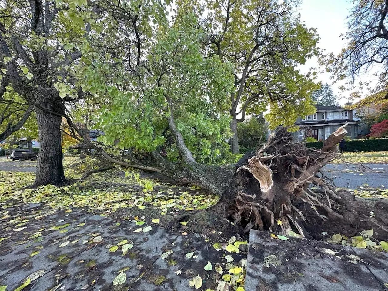 Strong winds, heavy rain knock out power to tens of thousands in southern B.C.