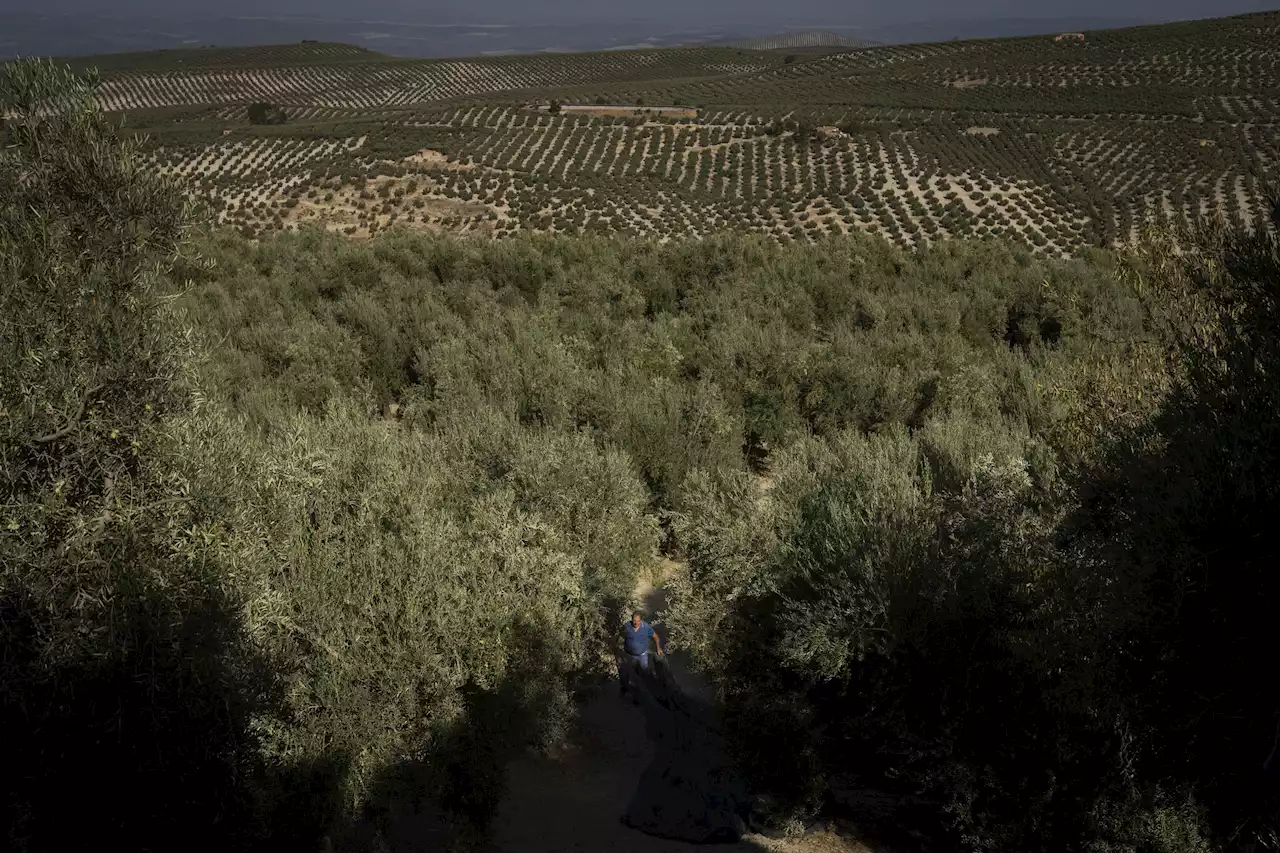 Drought tests resilience of Spain's olive groves and farmers