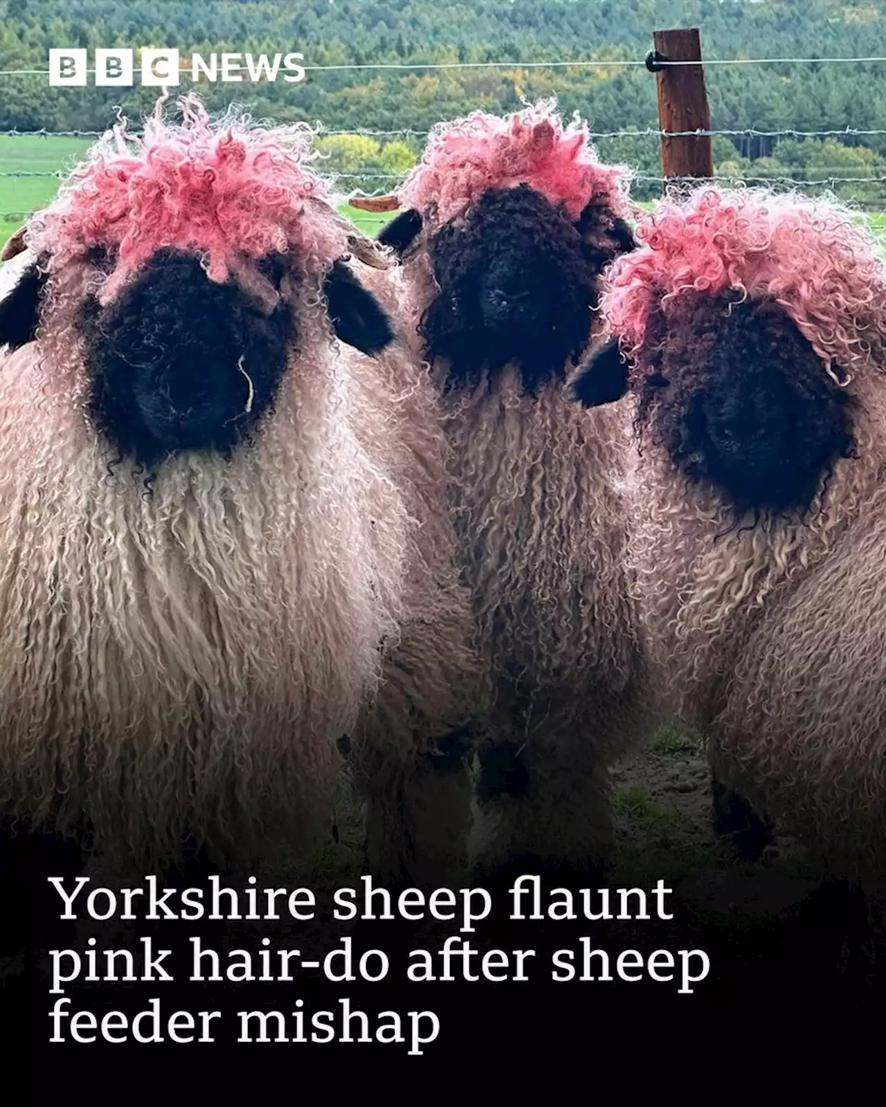 Cannon Hall Farm: Barnsley flock flaunt pink hair-do in sheep feeder mishap