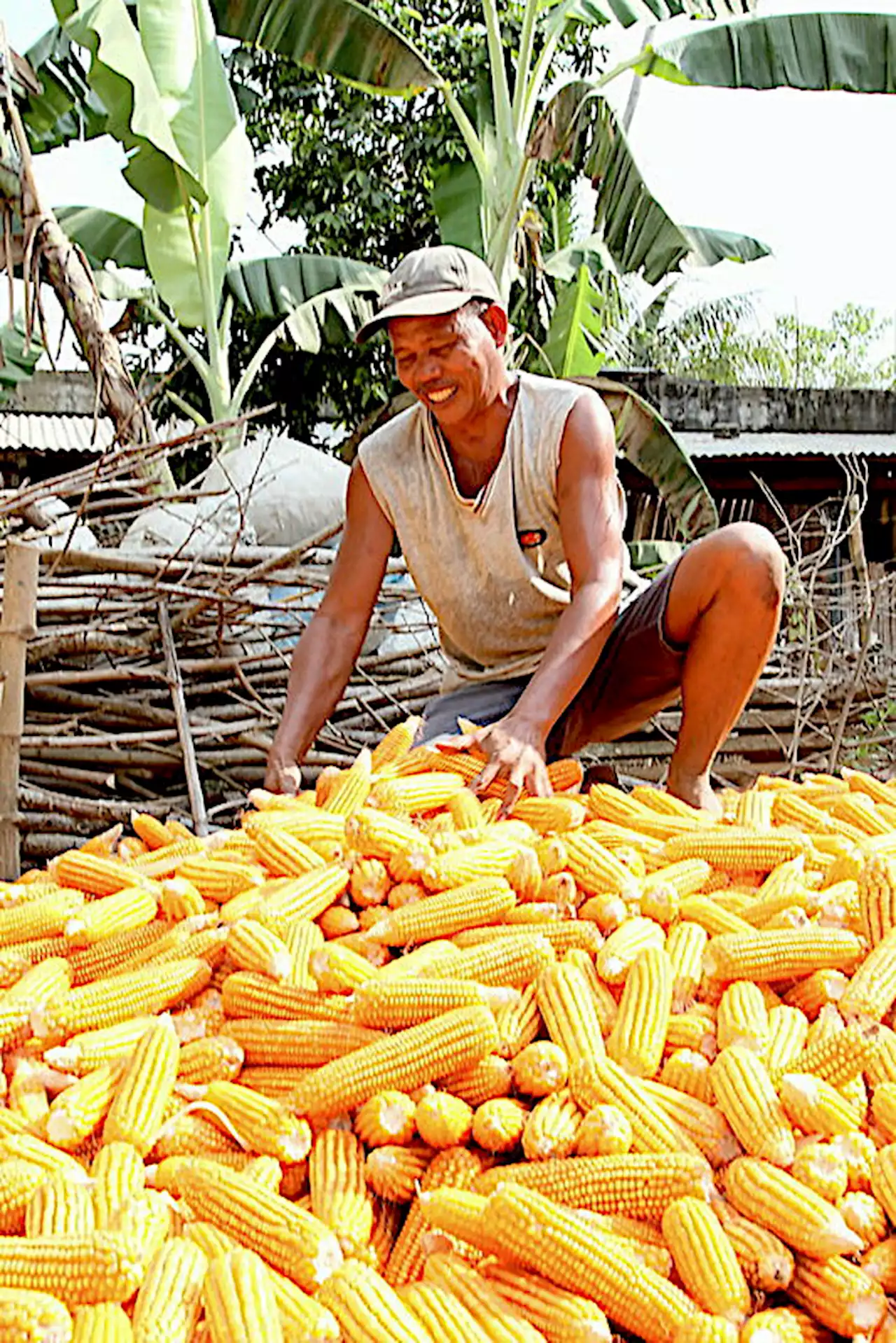 Research: After 25 years, biotech continues to contribute to food security, farmers’ income - BusinessMirror