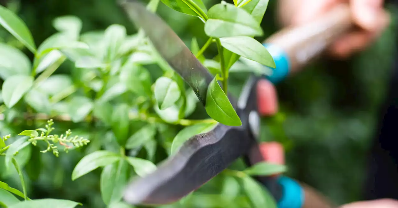 Gardening 101: Evergreen shrubs